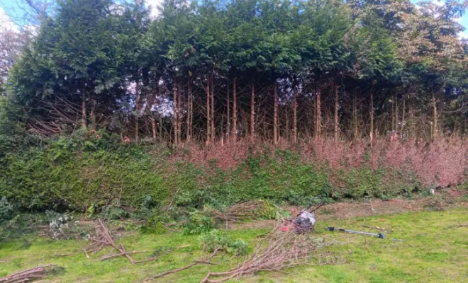 Elagage d'une haie à Bohain-en-Vermandois , Saint-Quentin, Pl'aisne Environnement
